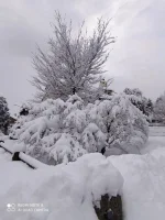 ALBERI INNEVATI.webp