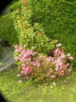 Azalea precoce.webp