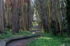 03YY - Forest  (5) (Carmen) - faggeta monte raschio natgeo.webp