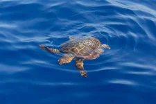 03Z6 - Sea_turtle_water_surface - tartaruga marina napoli natgeo.webp