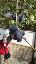IMG_20211022_154439.webp