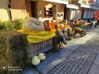 ZUCCA03R.webp