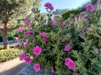 IMG_20250501_172459267_HDR.webp
