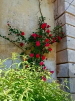 IMG_20250511_163537678_HDR.webp