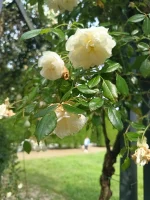 IMG_20250525_161120912_HDR.webp
