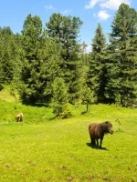 IMG-20250615-WA0018.webp