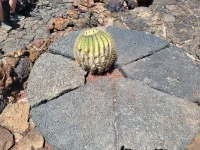 1751813998861.webp