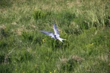 IMG_1852b.webp