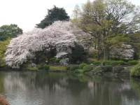 SAM_3474.webp