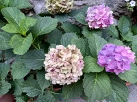 IMG_20250812_101134816_HDR.webp