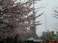 SAM_3553.webp