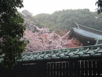 SAM_3660.webp