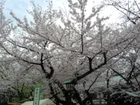 SAM_3789.webp