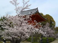 SAM_4339.webp