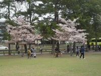 SAM_4533.webp