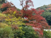 thumbnail_IMG_0529.webp