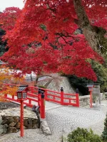 thumbnail_IMG_0532.webp