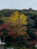 thumbnail_IMG_0537.webp