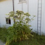 IMG_20250815_112329.webp