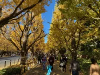 Ginko avenue (1).webp
