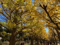 Ginko avenue (3).webp