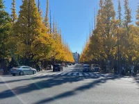 Ginko avenue (4).webp
