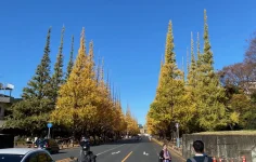 Ginko avenue (7).webp