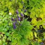 IMG_20250816_095805.webp
